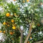 Ayia Anargiri's on site orange trees