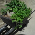 Organic herbs in wheelbarrow