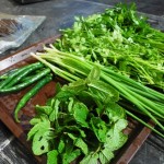 Organic herbs for cooking class