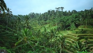 Bali - Ubud's rice paddy fields