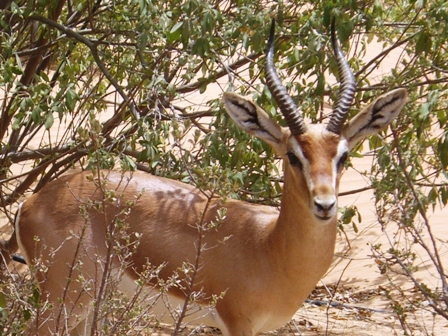 A gracious gazelle at Al Maha