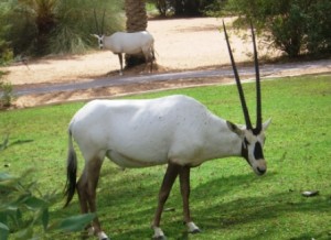 The Arabian oryx that Al Maha takes its name from