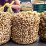 Snails at Lisbon food market